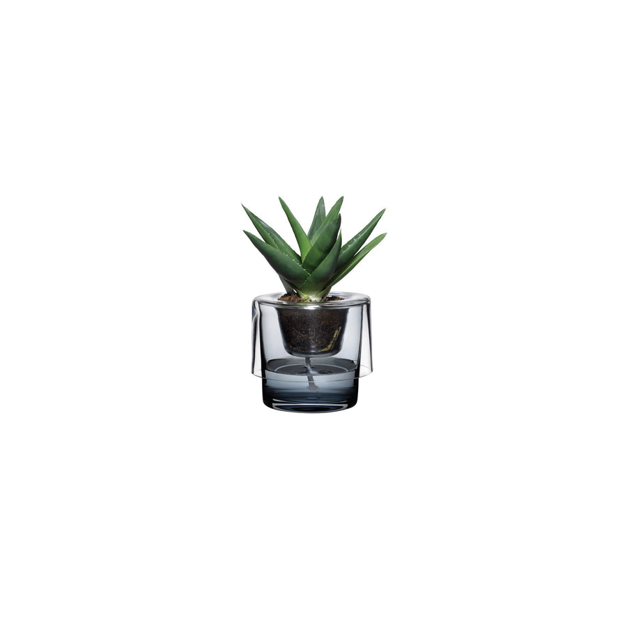 Roots Herb Pot Clear Top