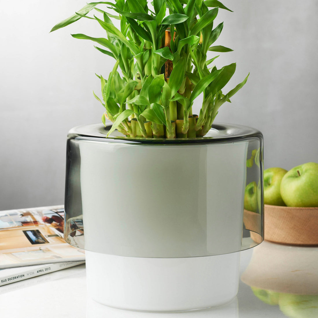 Roots Orchid Pot with Opal White Bottom